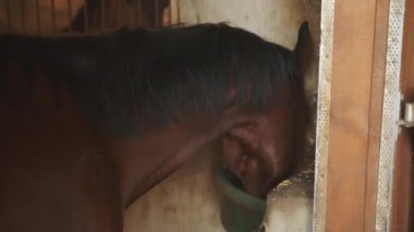 Koyu kahverengi at ahırdaki bir kovadan yemek yiyor, atları besliyor.