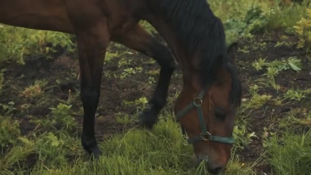 Dark Bay Horse Grazing en la granja de caballos - Comiendo y comiendo hierba — Vídeos de Stock