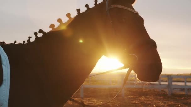 Silueta de un caballo oscuro de la bahía en el caballo de lluvia de pie en la arena arena — Vídeos de Stock