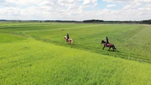 Dos jinetes de caballos en un marrón claro y un caballo de la bahía galopando a través del campo de la granja — Vídeos de Stock