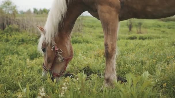 Un caballo de color marrón claro con una melena rubia y cola pastando en el campo. Vista trasera — Vídeos de Stock