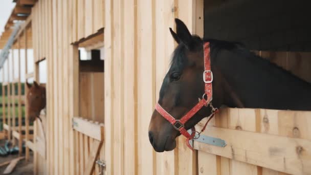 Sello Caballo marrón mirando hacia fuera desde la ventana del establo del caballo del establo con puesto — Vídeo de stock