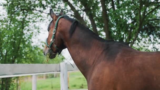 Vista posteriore di un cavallo marrone foca masticare erba - ranch cavallo con recinzione in legno — Video Stock