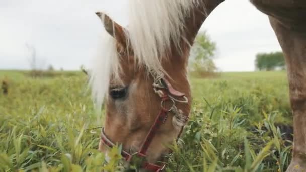 Un caballo marrón claro con crin rubia en el campo - Cabeza de caballo de lino — Vídeos de Stock
