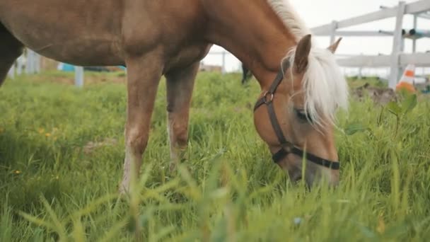 Светло-коричневый конь с белокурой гривой пасущийся в поле - вид на конную ферму — стоковое видео