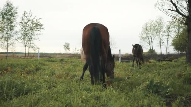 Dark Bay Horses Grazing nas cenas da fazenda de cavalos da fazenda de cavalos durante o dia — Vídeo de Stock