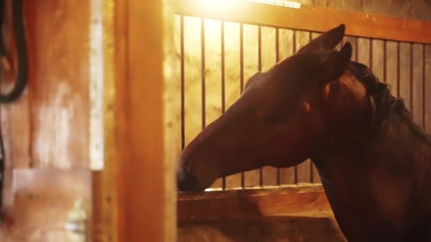 Un cal maro închis cu un om negru în interiorul standului său care își mișcă fălcile mâncând — Videoclip de stoc