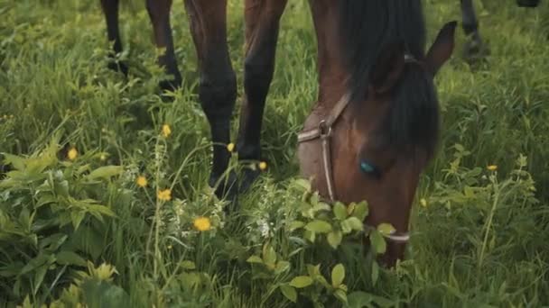 A Dark Bay Blind Horses Grazing In The Field Scenes From The Horse Farm — Stock Video