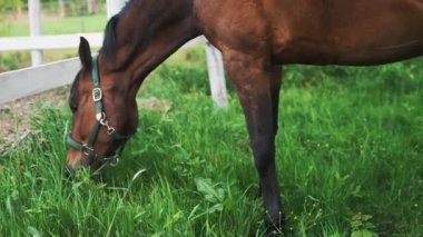 Tahta çit atlara karşı çayırlarda otlayan kahverengi bir at.