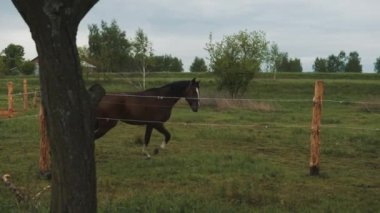 Gece Atı Binicilik Kulübü sırasında at çiftliğinde koşan koyu kahverengi bir at.