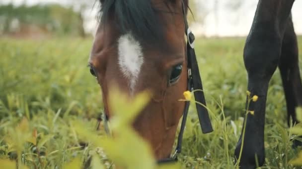 A Dark Bay Horse Grazing In The Field (en inglés). Escenas de la granja de caballos durante el día — Vídeos de Stock