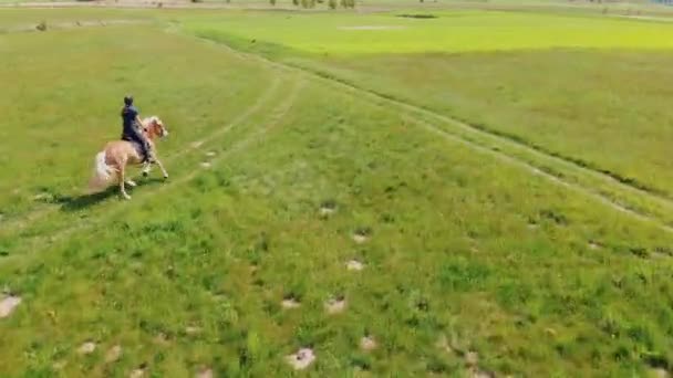 Jockey en un caballo marrón claro con una melena rubia moviéndose a través del campo de la granja — Vídeos de Stock