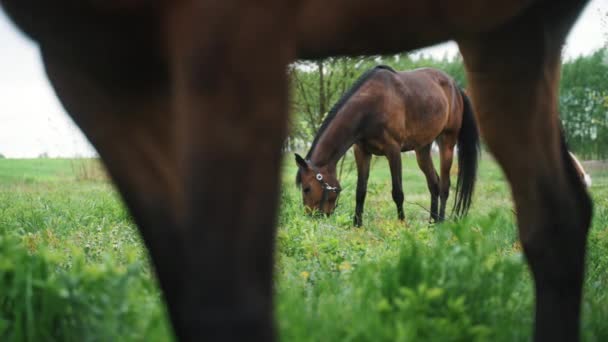 Horse Grazing en el campo - Dark Bay Horse Legs Vista de cerca - Caballos comiendo — Vídeos de Stock