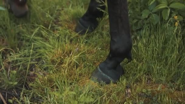 Legs Of A Seal Brown Horse Grazing In The Meadows - Standing Still Eating Grass — Stok Video