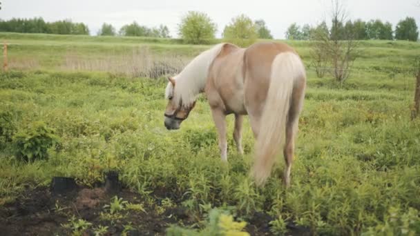 Piaszczysty koń z kasztanowca z lnu pasący się na polu. Sceny z hodowli koni — Wideo stockowe