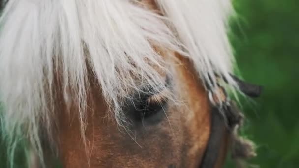 Caballo marrón con una melena rubia comiendo hierba en el campo - Flaxen Horse Grazing — Vídeos de Stock