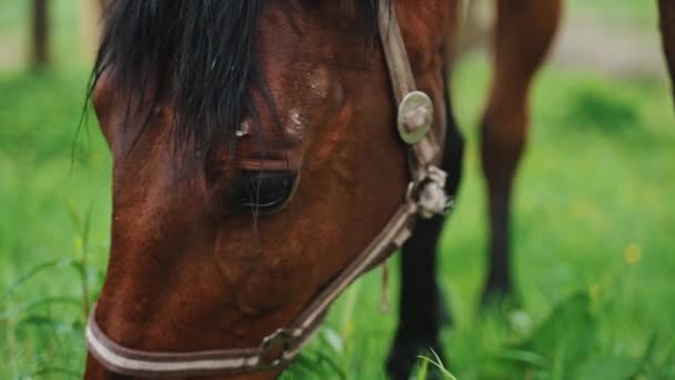 Ciemnobrązowy koń z czarną grzywą jedzącą trawę na łąkach widok z bliska — Wideo stockowe