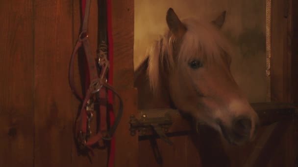 A light brown horse with a blonde mane looking out from the window of the stalll — Stock Video