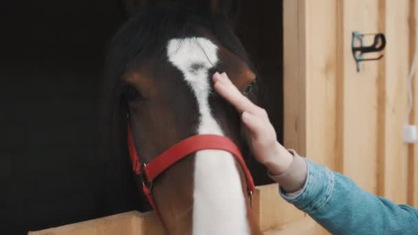 Fille Patting un cheval brun foncé le cheval regarde par la fenêtre de la stalle — Video