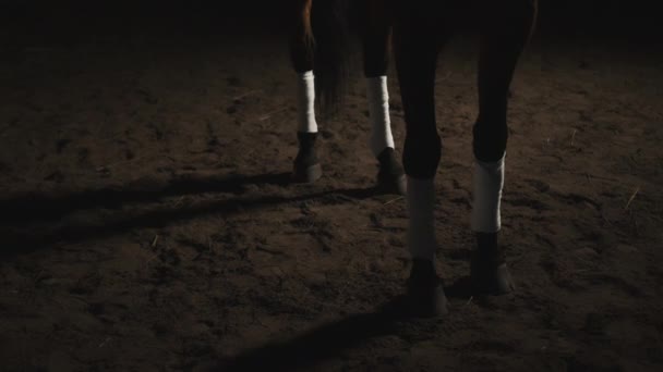 Robbe Braunes Pferd mit bandagierten Beinen steht auf dem sandigen Boden - Verletztes Pferd — Stockvideo