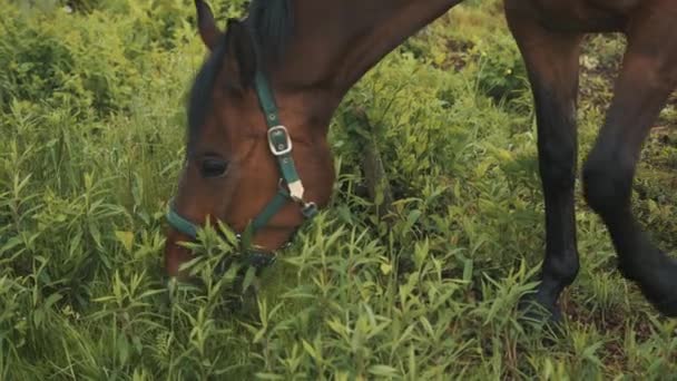 Koń wypasający się na polu Ciemna Zatoka Koń żujący trawę na łąkach — Wideo stockowe