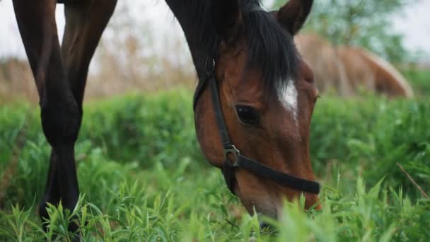 Un cheval de Dark Bay mangeant de l'herbe sur le terrain - Gros plan d'un cheval de Dark Bay — Video