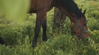 Arazide otlayan bir Dark Bay Atı At Yiyen At Çiftliğinden sahneler