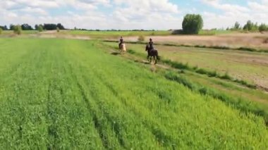 Flaxen süren iki atlı ve tarlada dörtnala koşan karanlık bir körfez atı.