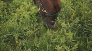 Çayırlarda otlayan karanlık bir körfez atı tarlada çimleri kemiriyor.