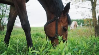Çayırlarda at otlatırken, yakın çekimde Bay Horse 'un otlamasını.