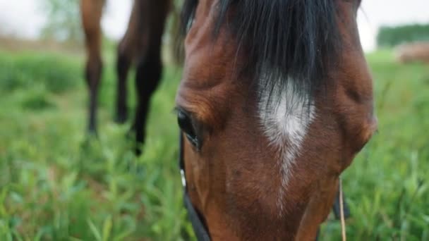 Dark Bay Koń z czarną grzywą wypas na łąkach w ciągu dnia — Wideo stockowe