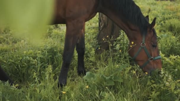 A Dark Bay Horse Grazing In The Field - Escenas de la granja de caballos Horse Eating — Vídeos de Stock
