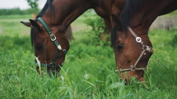 Dois cavalos marrons do selo na fazenda de cavalos que agarra no campo - Vista de perto — Vídeo de Stock
