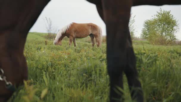Bay Horse Grazing In The Meadows - Outro cavalo de linho Grazing In The Background — Vídeo de Stock