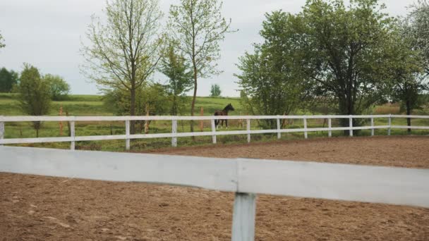 Cerca de madeira no clube de equitação de cavalo Um cavalo escuro da baía no fundo distante — Vídeo de Stock