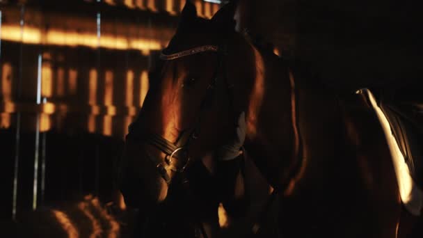 Női Lótulajdonos Stroking Her Dark Brown Horse In The Stable - Lovak szerelme — Stock videók