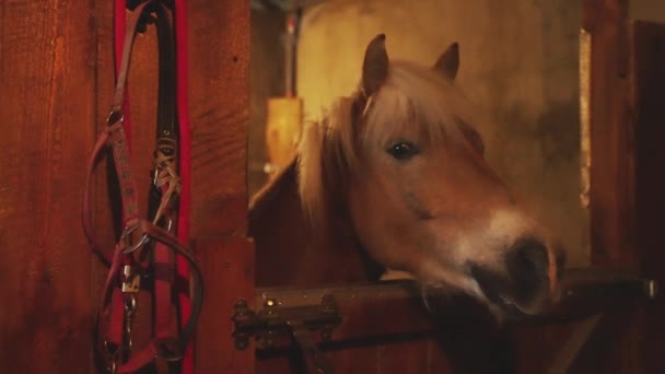 Um cavalo castanho claro com uma crina loira olhando para fora da janela da barraca — Vídeo de Stock