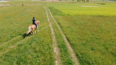 Palomino Atlı Atlı Atlı Kadın Gündüz Tarlası 'nda Hareket Ediyor