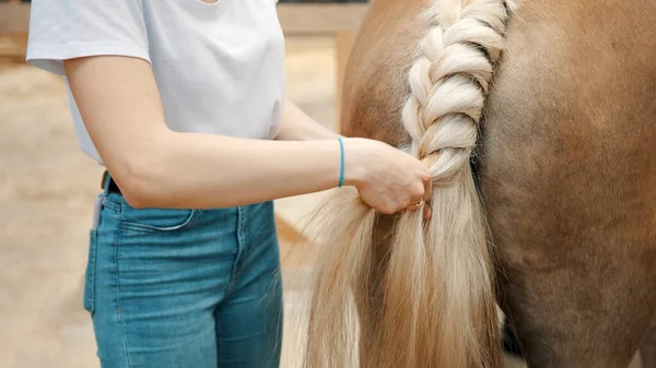 Girl Braiding The Blonde Tail Of Her Palomino Horse Standing Outside The Stable