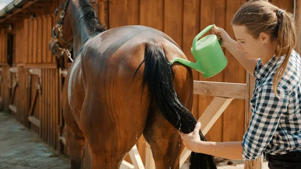 Horsewoman Cleaning Tail Of Her Dark Bay Horse Pouring Water On Its Tail