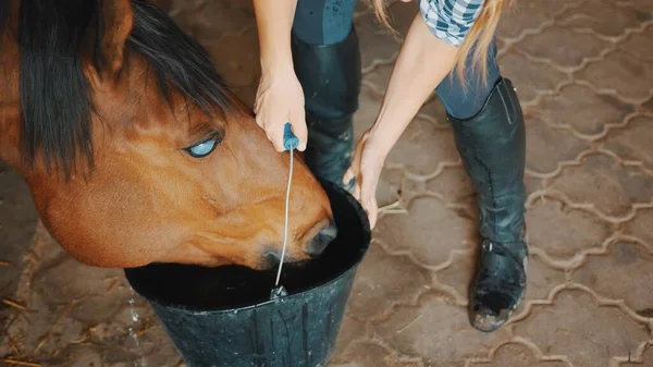 Владелец лошади помогает темнокожей слепой лошади пить воду из ведра — стоковое фото