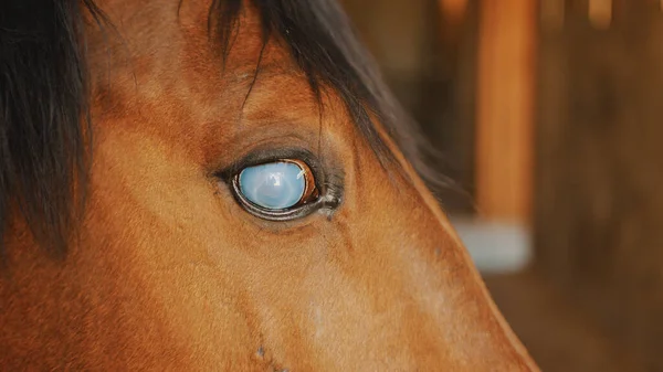 馬の安定性の黒マンとダークブラウンブラインド馬-負傷 — ストック写真