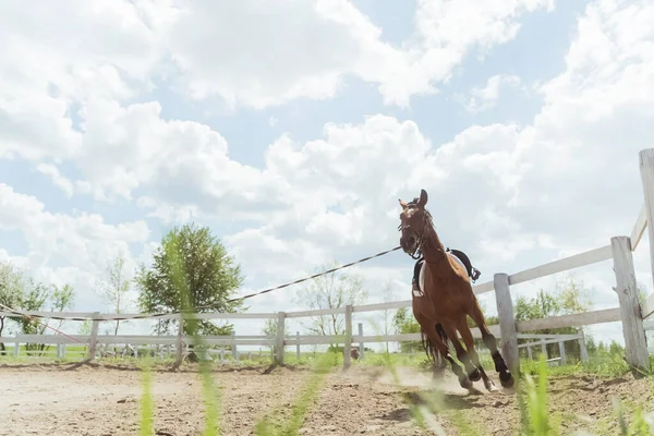 フェンスに沿って実行されている昼間の間に肺訓練されているダークブラウンの馬 — ストック写真