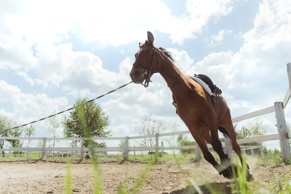 木のフェンスに沿って走っている濃い茶色の馬｜曇りの空 — ストック写真