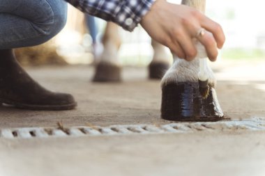 Açık Kahverengi Atlar Sahibi Tarafından Boyanıyor - Hoof Bakım Atları