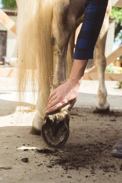 Dziewczyna trzymająca nogę konia Palomino czyszczącego kopyto konia poza stajnią — Zdjęcie stockowe