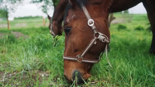 Twee Dark Bay Horses In The Horse Farm Grazing Horse Chewing Grass In het veld — Stockvideo