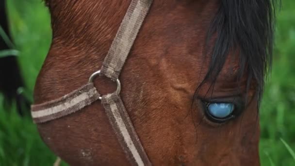 Dark Bay Aveugle Cheval pâturage dans la ferme de chevaux - Cheval blessé grignotage sur herbe — Video