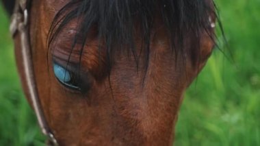 Dark Bay Kör Atı Güzel Çayırlar 'da otluyor Yaralı At