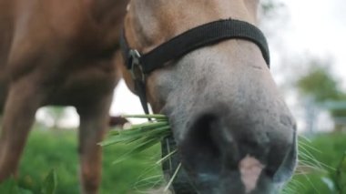 At çiftliğinde çimen yiyen açık kahverengi bir at Otları yiyen at Otları yiyen at